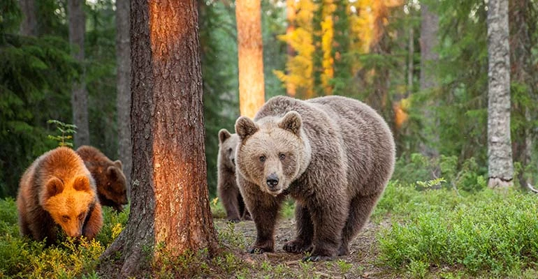 Beren spotten in Finland en Zweden | Voigt Travel